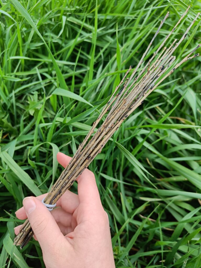Willow for basket weaving — Overview